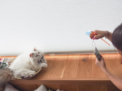 ニャンスタグラム