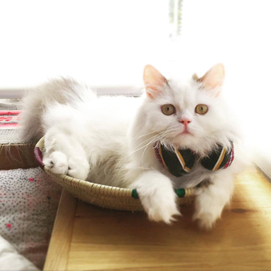 ニャンスタグラム