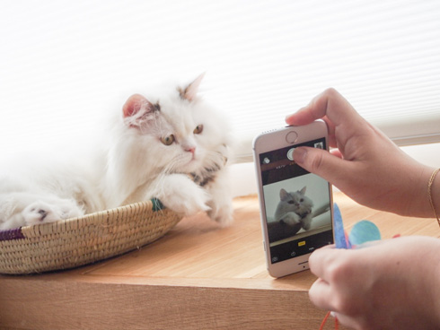 ニャンスタグラム