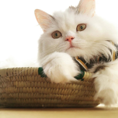 ニャンスタグラム