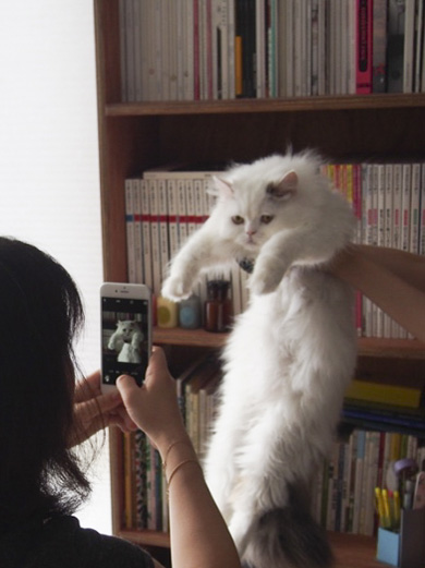 ニャンスタグラム