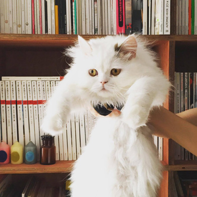 ニャンスタグラム