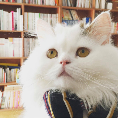 ニャンスタグラム