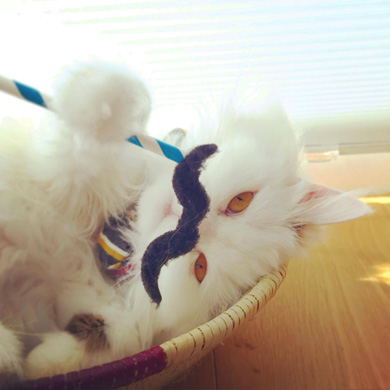 ニャンスタグラム