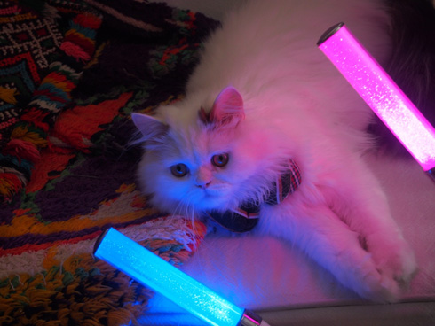 ニャンスタグラム