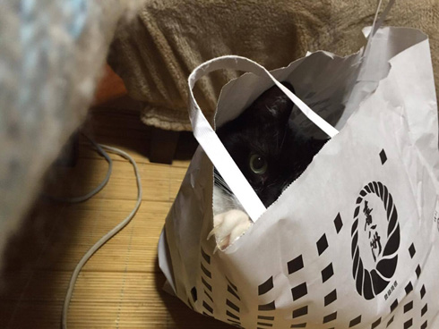 ニャンスタグラム