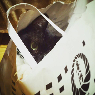 ニャンスタグラム