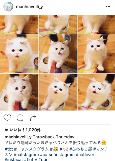 ニャンスタグラム