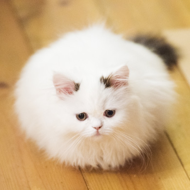 ニャンスタグラム