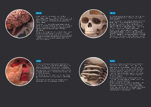交通事故に遭っても生き残れるように進化した仮想の人間