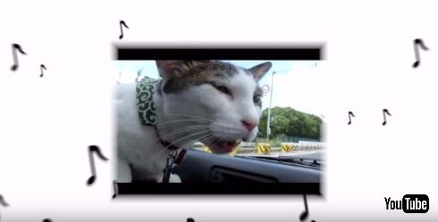 猫×クラシック「ニャンクラ」