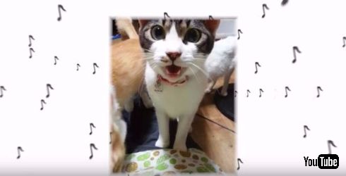 マリモちゃんとフク社長も参加