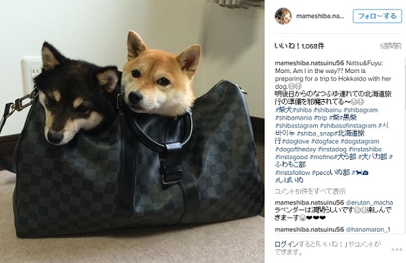 mameshiba.natsuinu56のInstagram