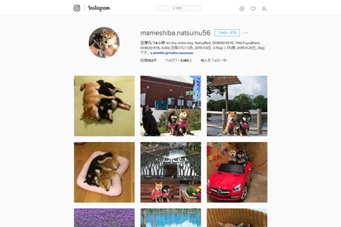 mameshiba.natsuinu56のInstagram