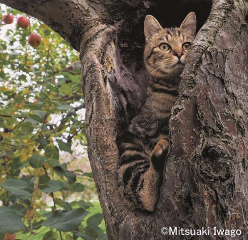 岩合光昭 ねこ 猫 写真展 全国17会場