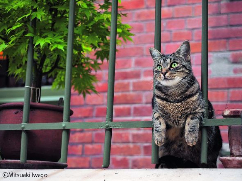 岩合光昭 ねこ 猫 写真展 全国17会場