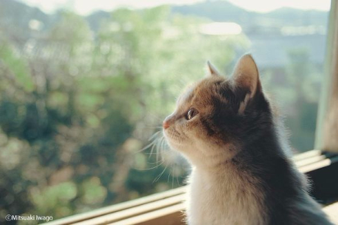 岩合光昭 ねこ 猫 写真展 全国17会場