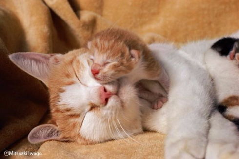 岩合光昭 ねこ 猫 写真展 全国17会場