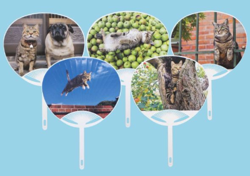 岩合光昭 ねこ 猫 写真展 全国17会場