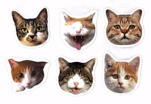 岩合光昭 ねこ 猫 写真展 全国17会場