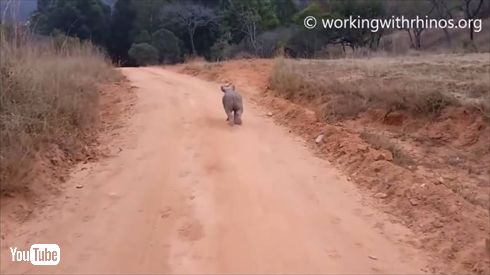 ワンコみたいなサイ