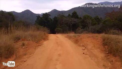 ワンコみたいなサイ