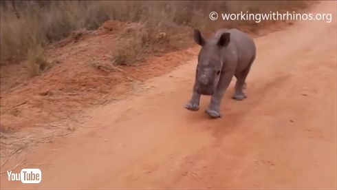 ワンコみたいなサイ