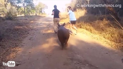 ワンコみたいなサイ