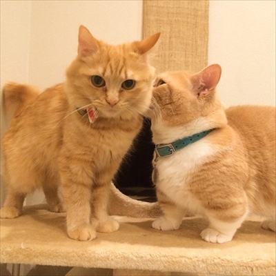 写真集「まいるんち」