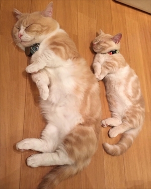 写真集「まいるんち」