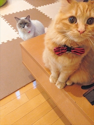 写真集「まいるんち」