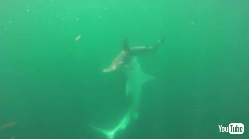 タイガーシャーク ハンマーヘッドシャーク サメ 戦い