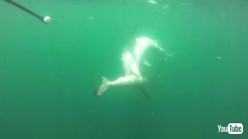 タイガーシャーク ハンマーヘッドシャーク サメ 戦い