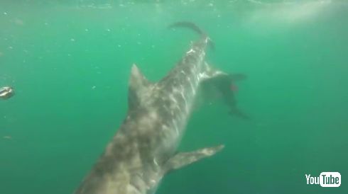 タイガーシャーク ハンマーヘッドシャーク サメ 戦い