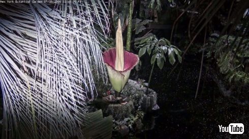 ショクダイオオコンニャク 開花 中継 ニューヨーク植物園
