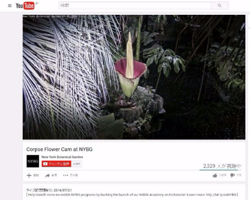 ショクダイオオコンニャク 開花 中継 ニューヨーク植物園