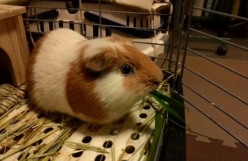 ねとらぼ生物部編集長