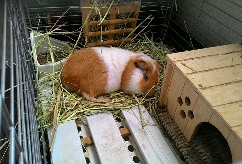 ねとらぼ生物部編集長