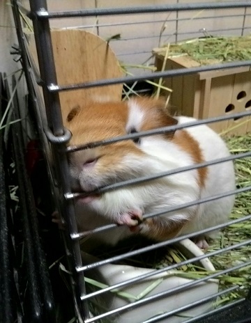 ねとらぼ生物部編集長