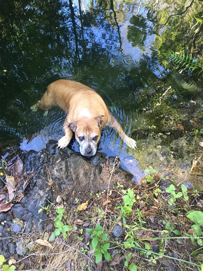 山中の迷子犬救出劇