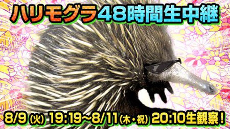 ニコニコ ハリモグラ 48時間生中継 やみん
