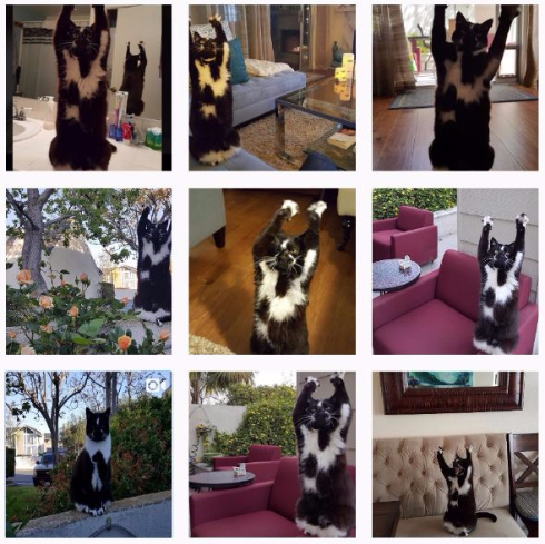猫 バンザイ Instagram GoalKitty