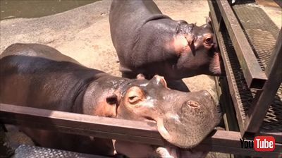 カバのスイカ丸ごとタイム