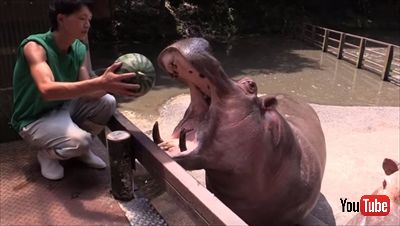 カバのスイカ丸ごとタイム