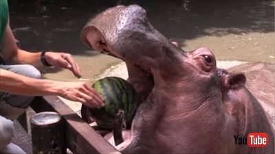 カバのスイカ丸ごとタイム