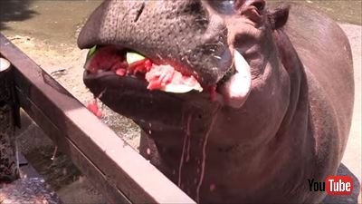 カバのスイカ丸ごとタイム