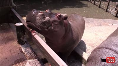 カバのスイカ丸ごとタイム