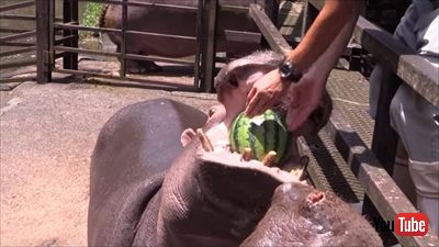 カバのスイカ丸ごとタイム