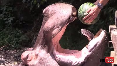 カバのスイカ丸ごとタイム