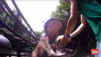 カバのスイカ丸ごとタイム